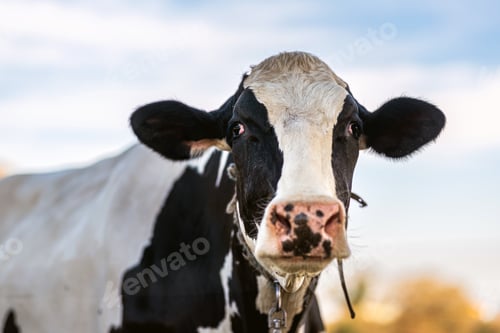 Preview: dairy cow grazing in the field