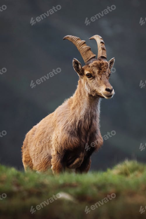 Preview: Alpine ibex in Chamonix Alps in France
