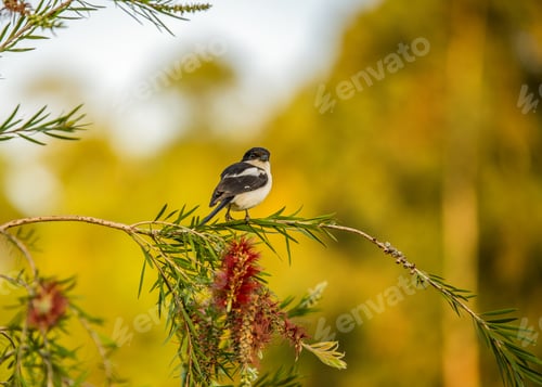 Preview: Small bird standing on a twig