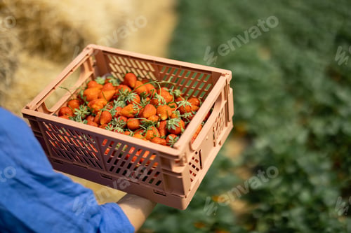 Preview: Holding basket full of freshly picked up strawberry
