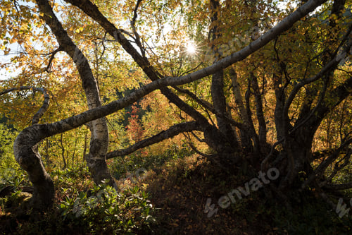 Preview: Forest with Fall Foliage