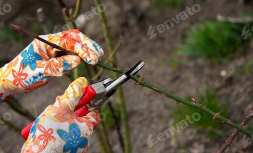 Preview: a farmer cuts dry branches of a rose bush.