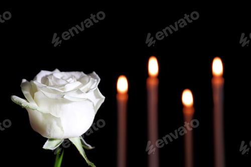 Preview: White rose and blurred burning candles in darkness, space for text. Funeral symbol