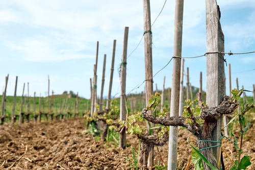 Preview: Grape vine with little green leaves on a grape vine in the spring vineyard.