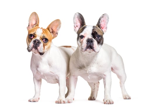 Preview: two French bulldogs together, isolated on white