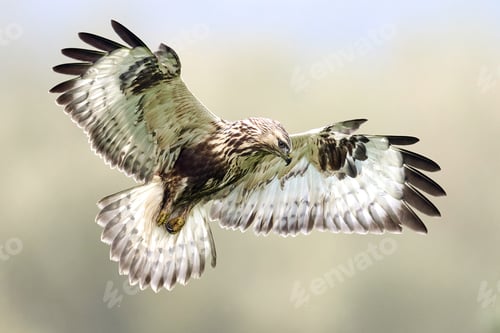 Preview: Rough-legged buzzard (Buteo lagopus)
