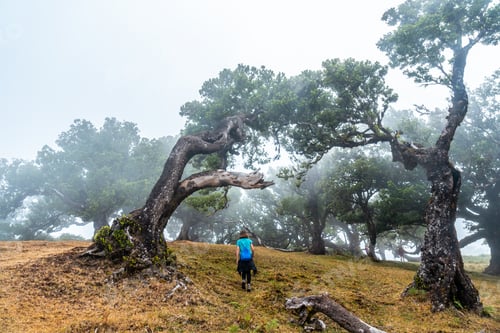 Preview: Fanal forest with fog in Madeira, walking next to laurel trees in the morning with a lot of fog