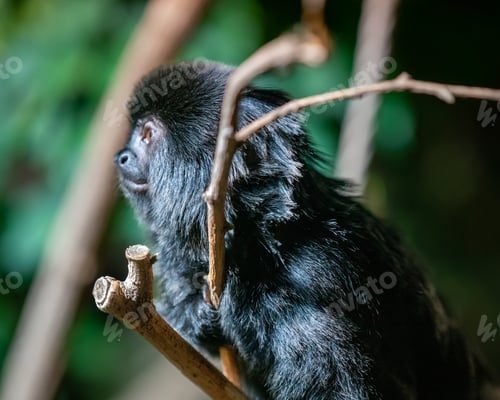 Preview: Side shot of a Goeldi’s monkey furry standing on a tree twig with green blurred background