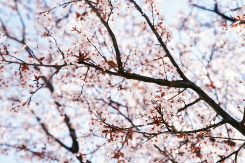 Preview: Blooming pink branches of a fruit tree against the blue sky. Close-up
