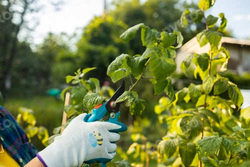 Preview: Pruning raspberry bushes. Autumn garden work. Gloved hands
