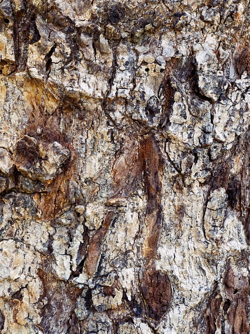Preview: Trunk of tree bark texture background.