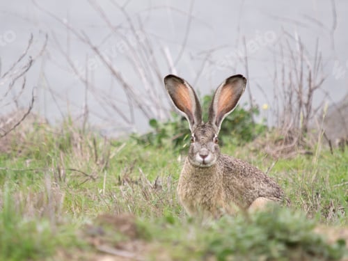 Preview: Black-tailed jackrabbit, Lepus californicus, Berkeley, California, USA