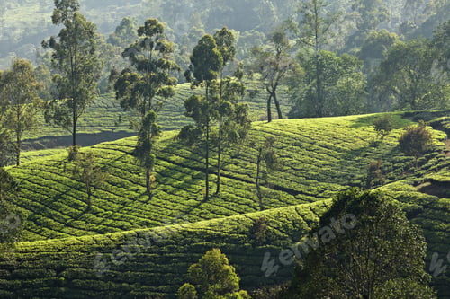 Preview: Tea plantation, Kerala, India