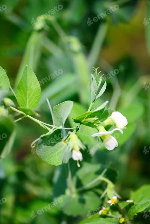 Preview: Blooming pea in garden over blurry background