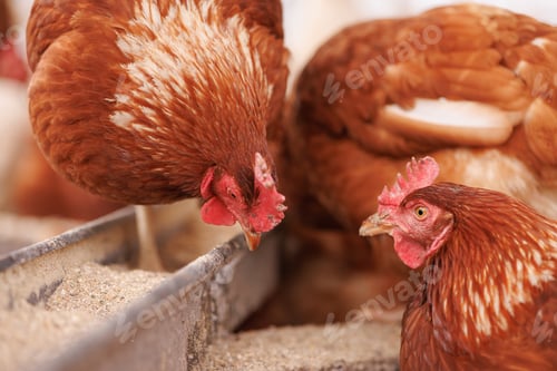 Preview: chicken eats feed and grain at eco chicken farm, free range chicken farm