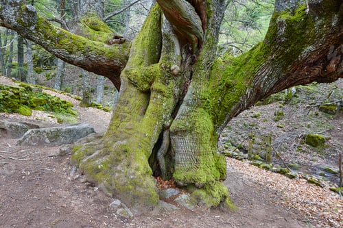Preview: Centuries old chestnut tree on Ambroz valley. Amazing nature. Spain