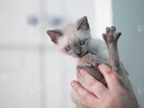 Preview: Siamese Kitten Gently Held in Hands