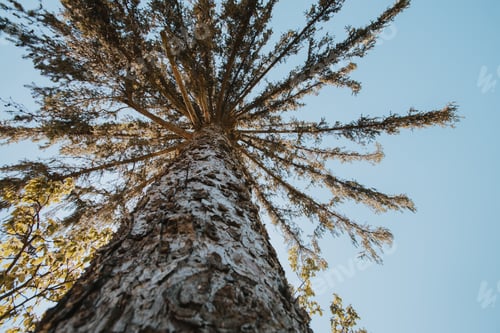 Preview: Low angle shot of a tall tree in the forest under the sunlight