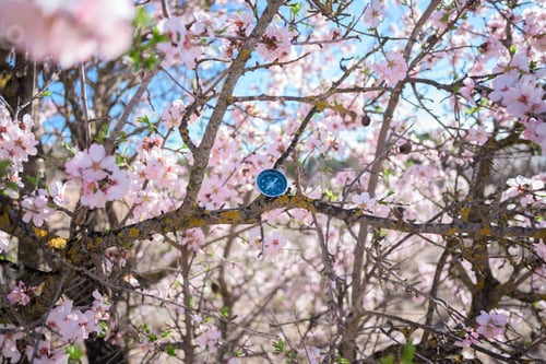 Preview: Compass in a spring scene among blossoming almond trees