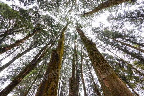 Preview: Bottom view of tree in forest
