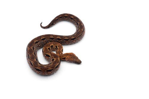 Preview: Madagascar ground tree boa isolated on white background