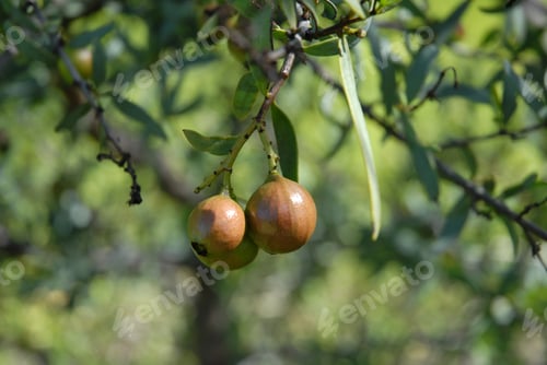 Preview: Sandalwood nuts on tree, Avon Valery, Western Australia, Australia