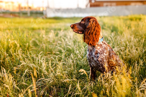 Preview: Russian brown spaniel lying in green grass in a field and lit by the setting sun