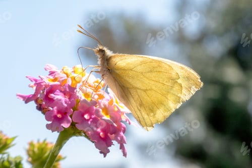 Preview: A butterfly Kricogonia lyside on a flower Lantana urticifolia pink