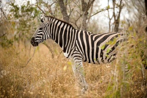Preview: Zebra in the bush