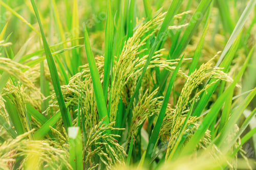 Preview: Selective focus on rice and green leaves. Rice plantation. Rice price in the world market concept.