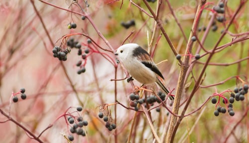 Preview: Long-tailed Tit. Autumn morning in the forest. Beautiful little bird sitting on a branch