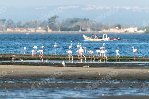 Preview: Flamingos at Ria de Aveiro delta