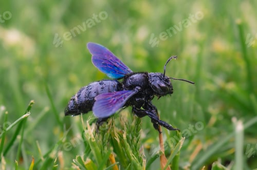 Preview: Macro shot of a black carpenter bee on the grass, water drops and pollen particles on the bee.