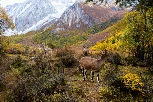 Preview: Chamois, Rupicapra rupicapra, on the rocky hill, forest in background,