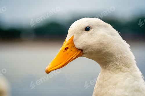Preview: Selective focus shot of a white goose with an orange beak