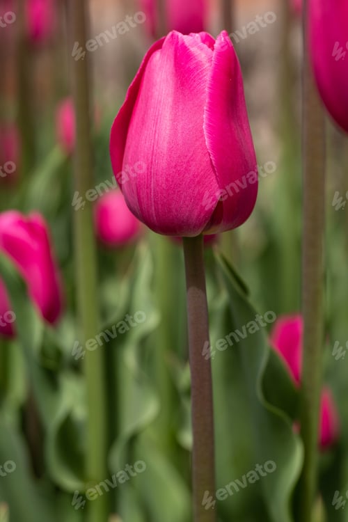 Preview: Pink Garden Of Tulips In Michigan