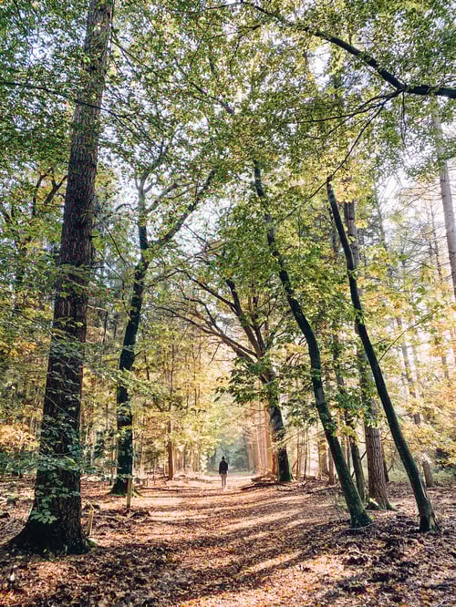 Vorschau: Junge Frau geht im Herbst durch den Wald