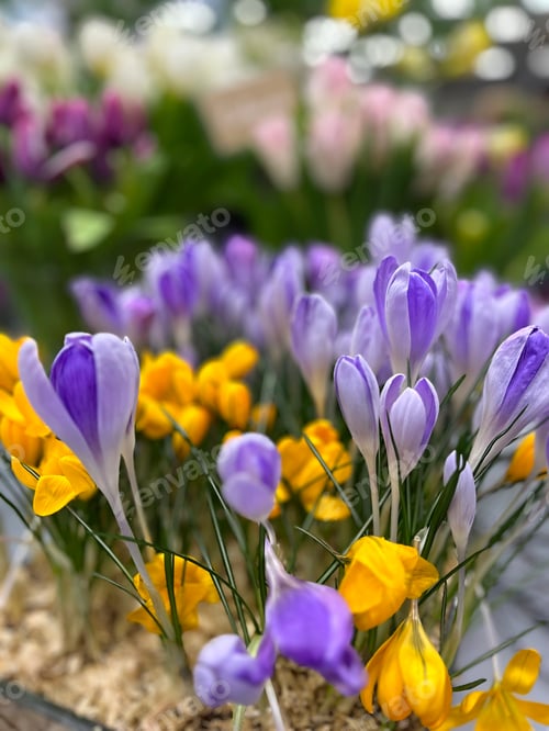 Preview: Blooming Spring Crocuses on the Background of a Variety of Flowers