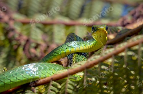 Preview: Snake sunbathing on a fern