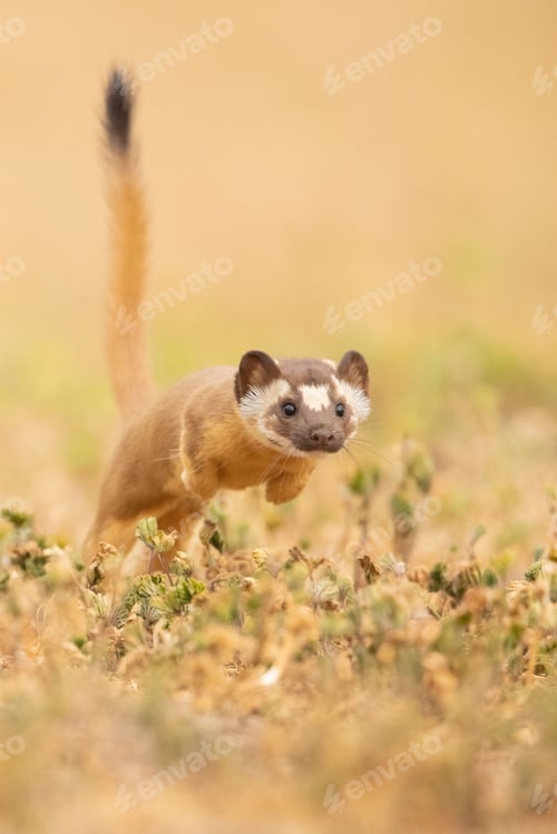 Preview: Vertical closeup of a long-tailed weasel hunting. Neogale frenata.