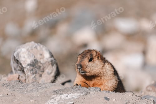 Preview: Himalayan marmot perched on rocky terrain, blending into the rugged mountain landscape
