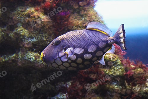 Preview: Decorative exotic fish of bright and juicy colorings, multicolored