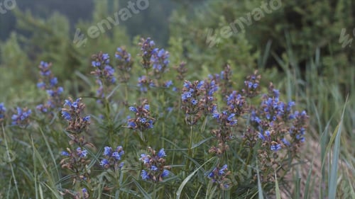 Preview: Close up of blue flowers of Dragonhead growing in the field. Stock footage. Medicinal and nectar