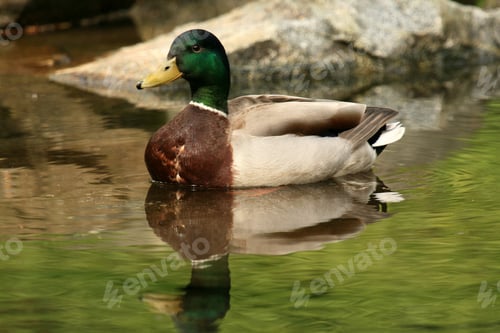 Preview: Duck - Stanley Park, Vancouver, BC, Canada