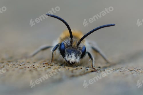 Preview: Facial close up on a small male red-tailed mining bee, Andrena haemorrhoa