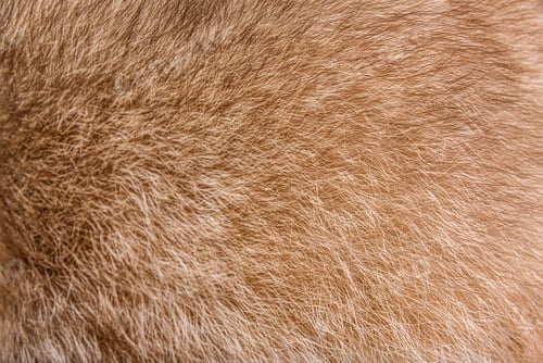 Preview: Fur closeup on a brown raccoon fur