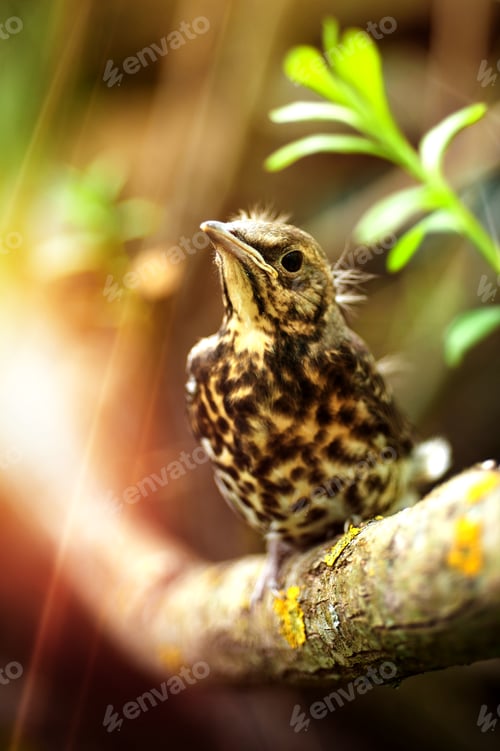 Preview: Young bird in the forest on a sunny day