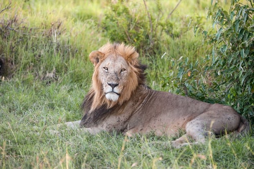 Preview: lion close up against green grass background