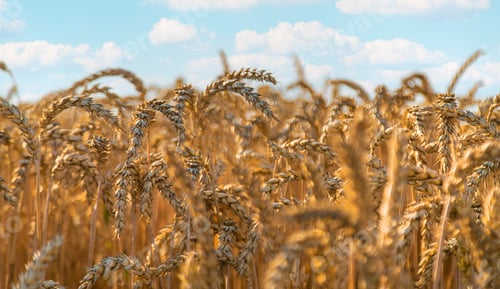 Preview: Wheat growing spikelets field harvest. Selective focus.