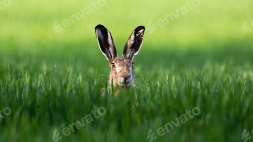 Preview: Wild brown hare looking with alerted ears on a green field in spring